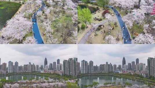 武汉西北湖城市樱花延时高清在线视频素材下载