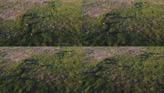 黄昏时分，袋鼠在澳大利亚郁郁葱葱的田野里高清在线视频素材下载