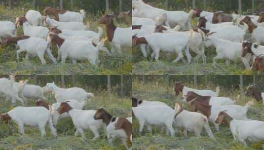 农村天然喂养散养山羊家畜高清在线视频素材下载