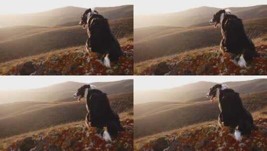 月光下秋山背景下的黑白边境牧羊犬肖像高清在线视频素材下载