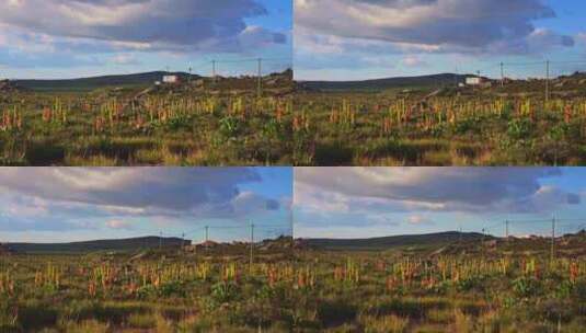 川西高山草原上的野生苞叶大黄高清在线视频素材下载