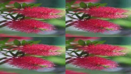 下雨天挂着水珠的美花红千层微距特写高清在线视频素材下载