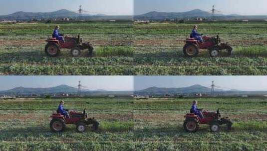 农民驾驶拖拉机收割艾草中药材种植农业高清在线视频素材下载