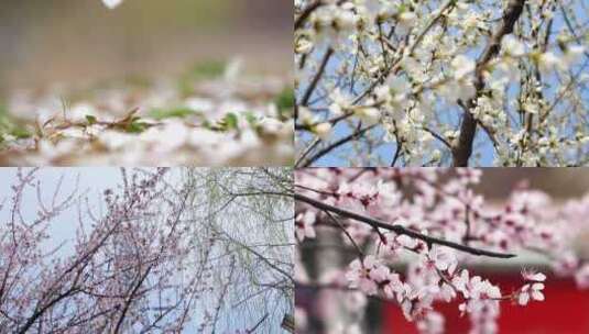 初春桃花盛开 花瓣掉落 桃花树高清在线视频素材下载