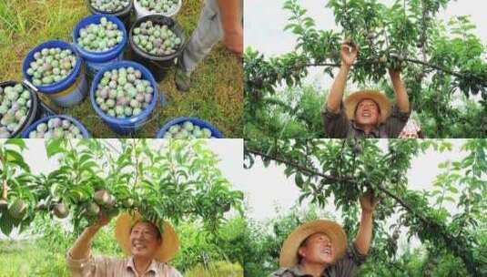 李子产地 李子种植 李子种植基地高清在线视频素材下载