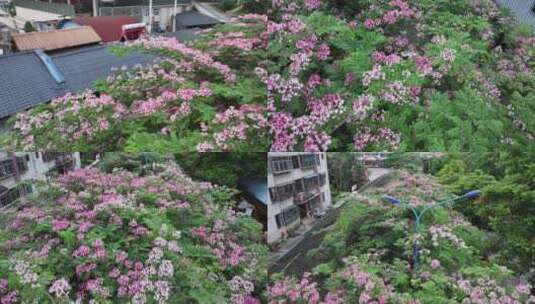 澜沧县街道绿化鲜花盛开高清在线视频素材下载