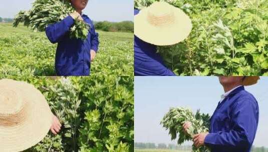 艾草 艾草采摘 割艾草高清在线视频素材下载