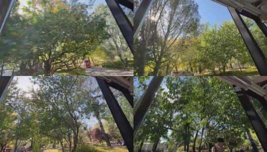 植物园坐观光游览车第一视角树木植物红叶高清在线视频素材下载