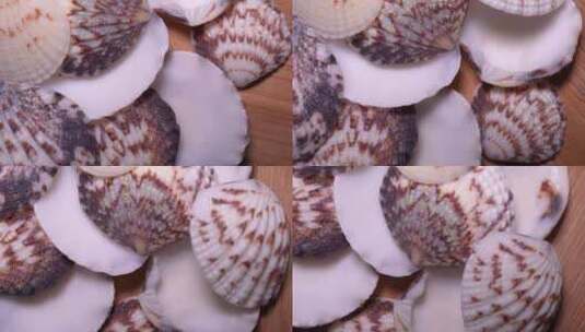 海沙贝蛤蜊贝壳高清在线视频素材下载