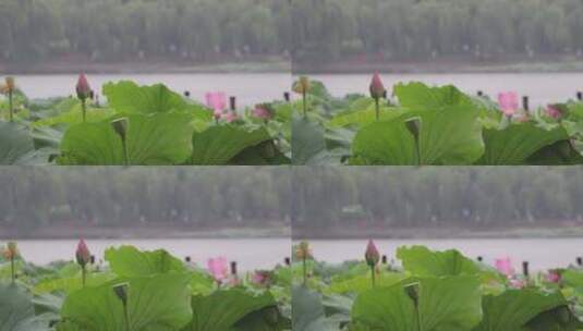 济南夏季大明湖，雨中荷花盛开娇艳醉人高清在线视频素材下载