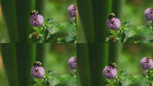 丁香花上的蜜蜂高清在线视频素材下载