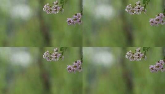 秋天雨后的紫薇花高清在线视频素材下载