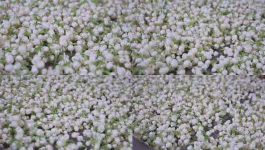 升格慢动作微距特写茉莉花与茉莉花茶制作高清在线视频素材下载