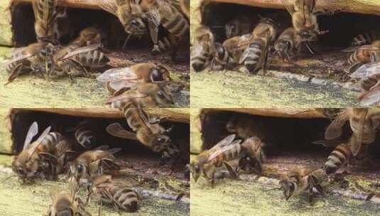 蜜蜂出入巢穴特写高清在线视频素材下载