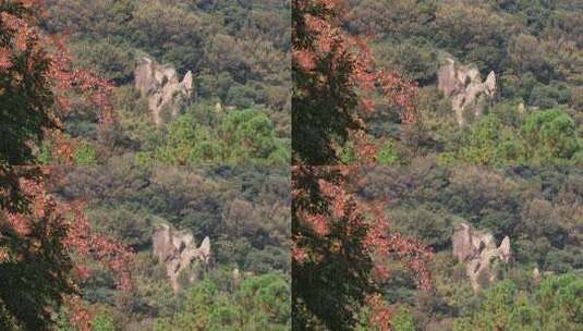 苏州天平山秋天森林奇石高清在线视频素材下载