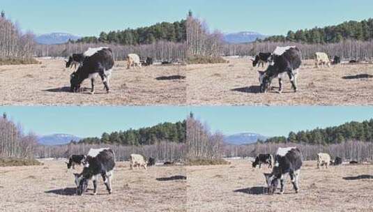 香格里拉雪山耗牛养殖高清在线视频素材下载