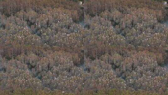 佛山市顺德伦教大涌水杉湿地候鸟白鹭群高清在线视频素材下载