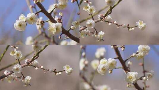 白梅花枝特写高清在线视频素材下载