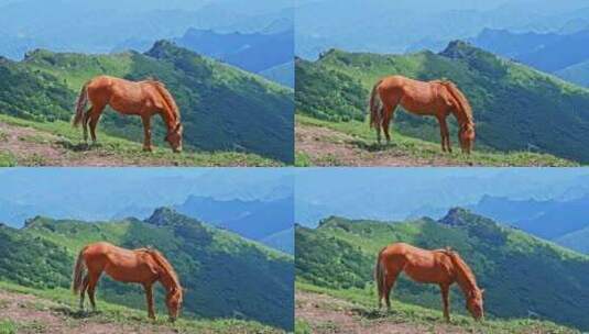 夏季高山草甸牧场吃草的马高清在线视频素材下载