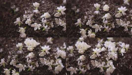 唯美茉莉花与茉莉花茶制作福州茉莉花种植园高清在线视频素材下载