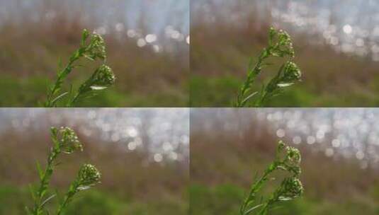 湖边波光粼粼的植物花朵高清在线视频素材下载