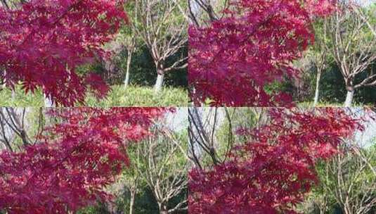 湘南冬天晴天南岭植物园枫叶红叶中景高清在线视频素材下载