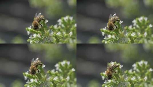 蜜蜂在采蜜高清在线视频素材下载