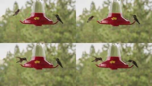 蜂鸟在喂食器上饮水高清在线视频素材下载