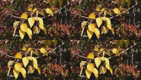 棕色和黄色的叶子高清在线视频素材下载