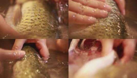 水盆清洗草鱼 (2)高清在线视频素材下载