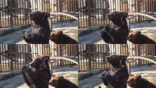 动物园里黑熊被喂食高清在线视频素材下载