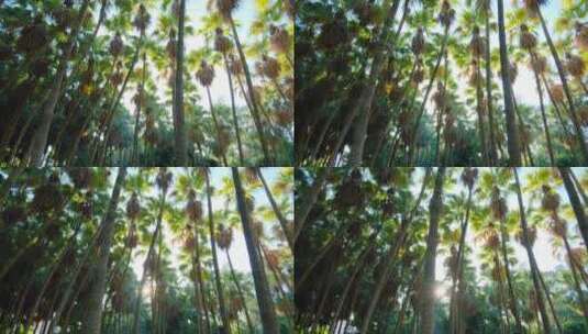 高大的热带植物棕榈树林高清在线视频素材下载