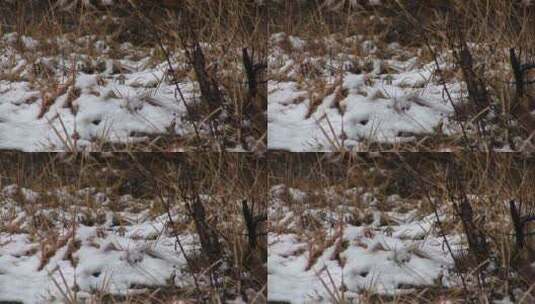 雪落在枯黄的草地上高清在线视频素材下载