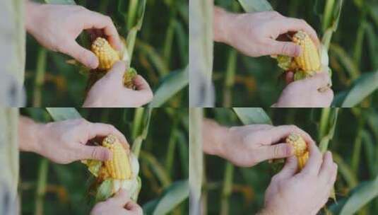 农民用手扒开玉米植株上的玉米高清在线视频素材下载