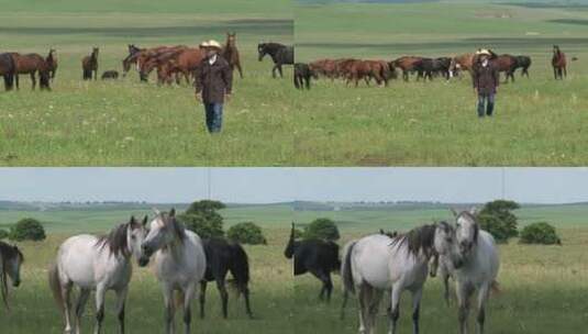 牧场中的马群高清在线视频素材下载