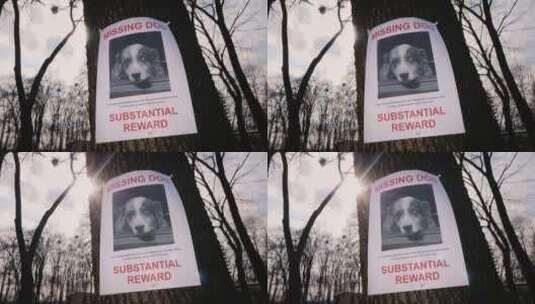 树上挂着失踪小狗的公告高清在线视频素材下载