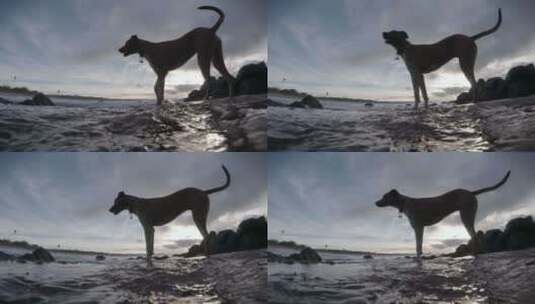 一只狗涉水进入潮汐池高清在线视频素材下载