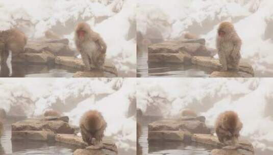 温泉里的雪猴高清在线视频素材下载