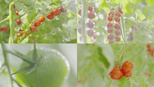 唯美西红柿蕃茄圣女果温室棚架种植农业水果高清在线视频素材下载