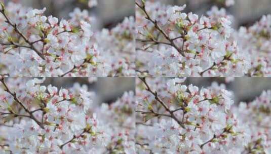春天的樱花花朵植物花瓣花苞鲜花高清在线视频素材下载
