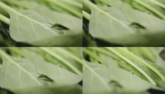 新鲜蔬菜时蔬菠菜健康高清在线视频素材下载