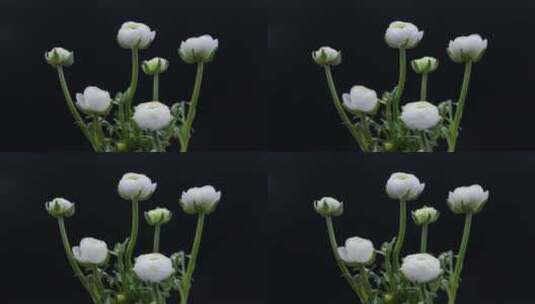 白色洋牡丹延时 花毛茛花朵生长高清在线视频素材下载
