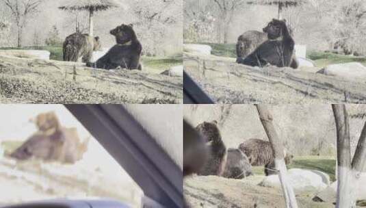 【镜头合集】野生动物园开车看棕熊高清在线视频素材下载