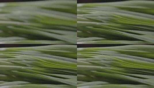 韭菜食材多角度拍摄LOG高清在线视频素材下载