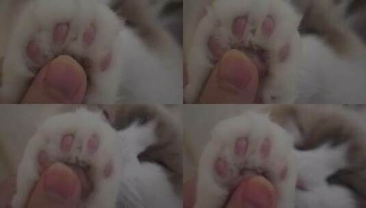 毛球可爱猫咪猫爪肉垫高清在线视频素材下载
