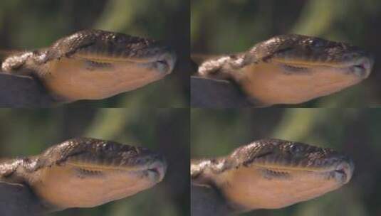 森林里的蚺蟒蛇丛林蟒危险高清在线视频素材下载
