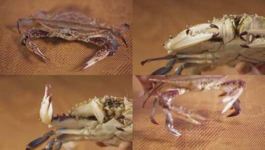 【镜头合集】螃蟹飞蟹梭子蟹高清在线视频素材下载