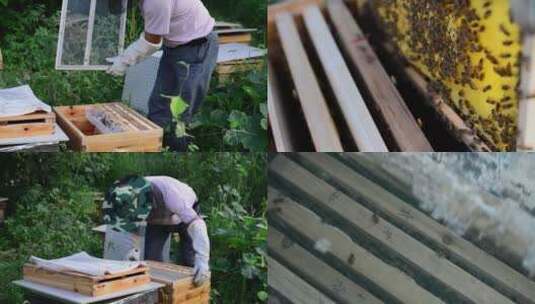 农户养殖蜜蜂取蜂蜜高清在线视频素材下载