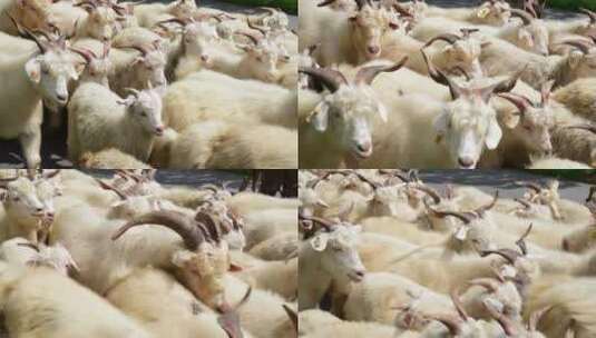 一群绒山羊经过中景镜头高清在线视频素材下载