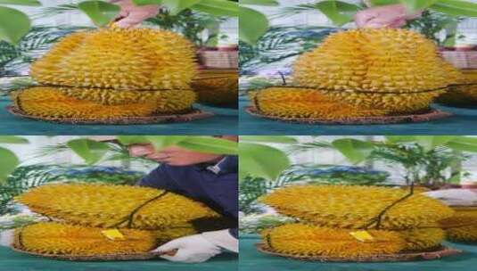 泰国金枕头榴莲高清在线视频素材下载